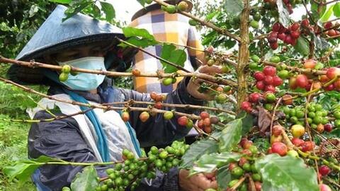 Để thương hiệu cà phê xứ lạnh Kon Tum vươn xa