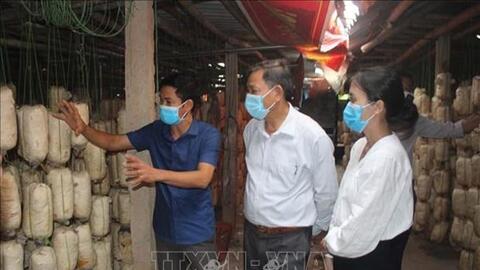 Mô hình trồng nấm an toàn cho hiệu quả kinh tế cao của anh Lê Văn Thành