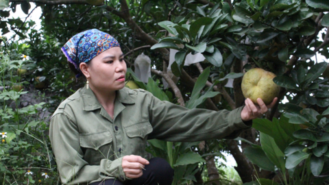 Hòa Bình: Nhà nông Tân Lạc thất thu bưởi đỏ