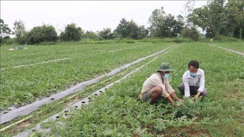 Trà Vinh chuyển hơn 21.700 ha đất kém hiệu quả sang trồng cây có năng suất cao