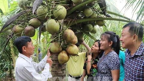 Trà Vinh nhân rộng mô hình trồng dừa hữu cơ