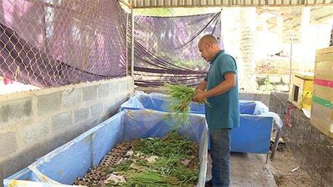 Nuôi dế mèn làm thức ăn cho đàn vật nuôi