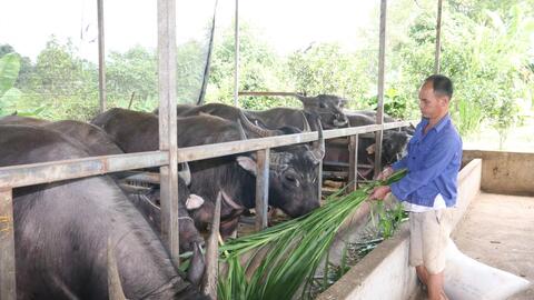 Nông thôn Tây Bắc: Nuôi trâu vỗ béo, nông dân đút túi hơn 1,2 tỷ