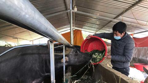 Nông thôn Tây Bắc: Nuôi trâu gầy thành béo, nông dân thu trăm triệu mỗi năm