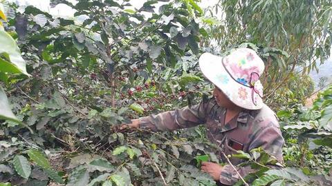 Nông thôn Tây Bắc: Tuần Giáo, cà phê được mùa, được giá.