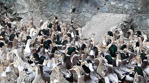 Nông thôn Tây Bắc: Vịt bầu cổ ngắn, đặc sản của Tủa Chùa