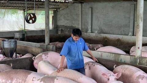 Giá lợn hơi ngày 15/12/2021: Giảm giá, người nuôi thấp thỏm về thị trường Tết?