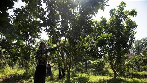 Bến Tre nhân rộng nhiều mô hình nông nghiệp thích ứng biến đổi khí hậu