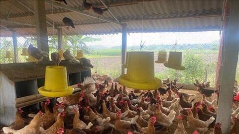 Chăn nuôi gia cầm còn tiếp tục đối mặt với giá thức ăn ở mức cao