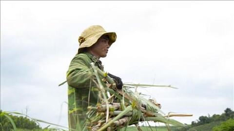 Vị ngọt từ mía ở Gia Lai