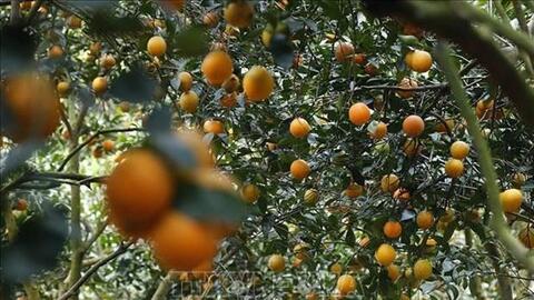 Hòa Bình hỗ trợ nông dân tiêu thụ hết sản phẩm cây ăn quả có múi