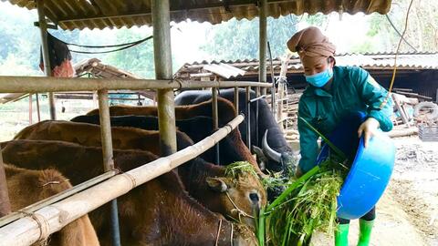 Nông thôn Tây Bắc: Trồng cỏ, nuôi trâu, bò nhốt chuồng để làm giàu