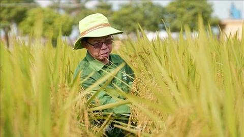 Ông Trần Mạnh Báo trở thành anh hùng lao động từ cây lúa quê hương