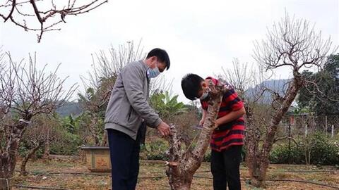 Giữ gìn giống đào bản địa nơi vùng cao Hòa Bình