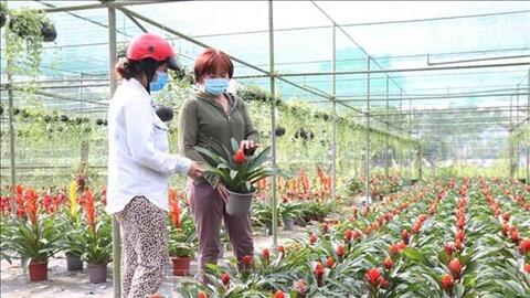 Hoa, cây cảnh phục vụ Tết ở Bến Tre hút hàng