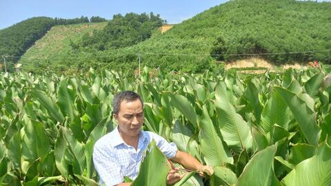 Hoà Bình: Xuất khẩu 28 tấn măng, miến dong đầu tiên sang Nhật Bản