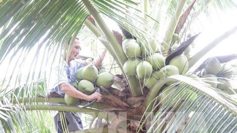 Phát triển vùng nguyên liệu dừa hữu cơ hơn 13.000 ha