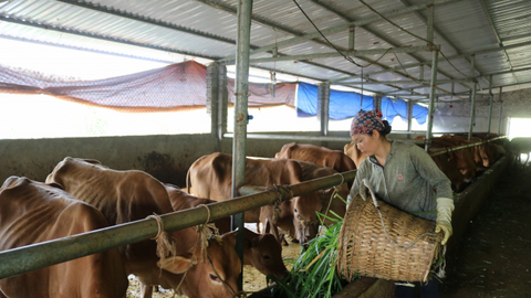 Không lơ là, chủ quan nguy cơ dịch bệnh gia súc