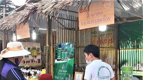 Thừa Thiên Huế: Người dân sống khỏe nhờ một loại dược liệu quý