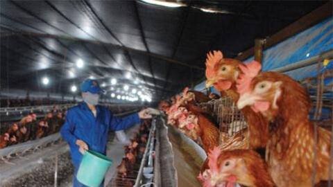 Xác định khẩu phần tối ưu cho gà đẻ