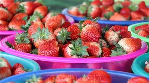 Thu trên 10 triệu đồng mỗi ngày từ trồng dâu tây ở Cò Nòi