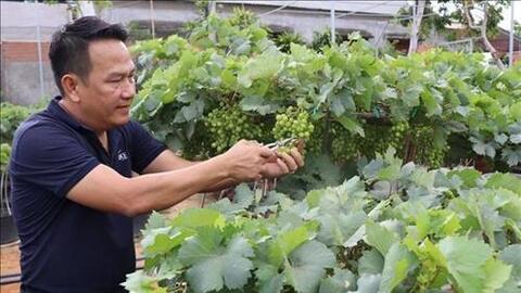 Nho cảnh Ninh Thuận hút hàng cận Tết