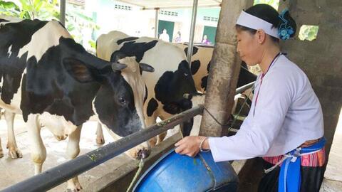 Tập trung phát triển bò thịt, bò sữa