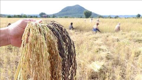 Gia Lai: Khẳng định thương hiệu gạo Ba Chăm của người Bahnar