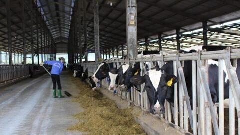 Chăn nuôi tuần hoàn: Chìa khóa cho hướng đi bền vững