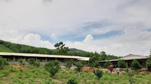 Gương phụ nữ chăn nuôi mang lại hiệu quả kinh tế