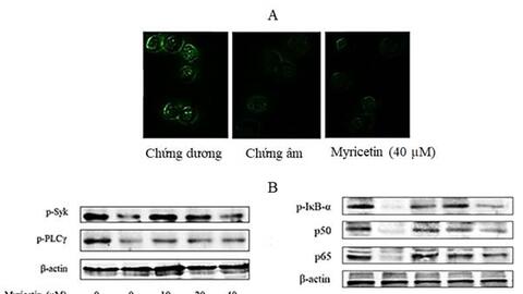 Nghiên cứu các hợp chất thiên nhiên nhằm phát triển sản phẩm ngăn ngừa và điều trị dị ứng