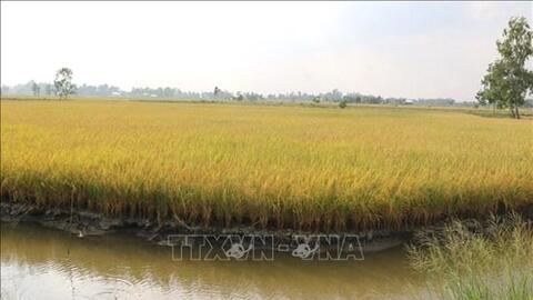 Năm 2022, cả nước sẽ phát triển 200 nghìn ha tôm-lúa