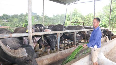 Nông thôn Tây Bắc: Xứ Mường nuôi nhốt trâu, bò, lãi gần 2 tỷ/năm