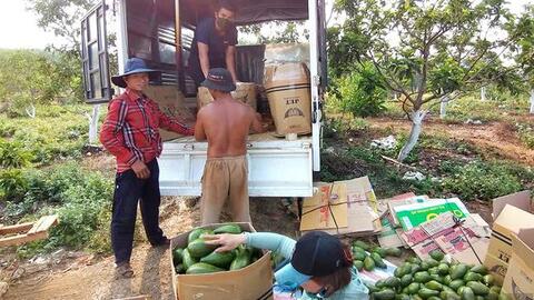 Chàng kỹ sư trẻ rời nước Pháp hoa lệ về Bình Phước... trồng bơ, không ngờ thu được tiền tỷ