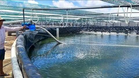 Bến Tre mở rộng 500 ha nuôi tôm biển ứng dụng công nghệ cao trong năm 2022