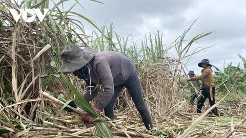Vụ mía buồn ở Đắk Lắk