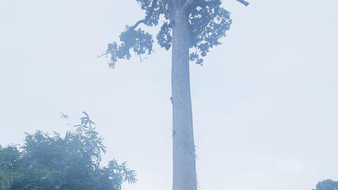 Hạt Kiểm lâm Mai Sơn: Làm tốt công tác bảo vệ rừng và PCCCR