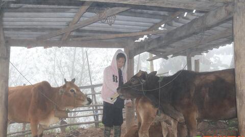 Thuận Châu chủ động ứng phó với đợt rét "khủng"