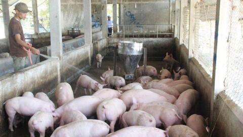 Hậu Giang: Người chăn nuôi heo đẩy mạnh tái đàn