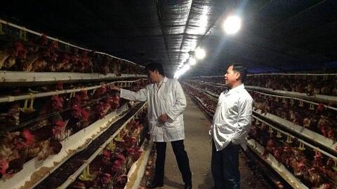 Hà Nội: Tái cơ cấu ngành chăn nuôi, tập trung vào chăn nuôi bò và lợn