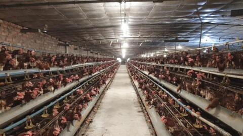 Tái cơ cấu chăn nuôi – Phương pháp phát triển bền vững, hiệu quả