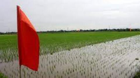 Khởi động dự án "Cải tiến chuỗi giá trị lúa gạo vùng Đồng bằng sông Hồng, Việt Nam"
