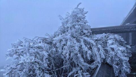 Hơn 1.000 gia súc chết trong đợt rét hiếm gặp ở miền Bắc