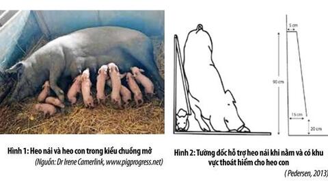 Hạn chế tổn thất heo con trong kiểu chuồng mở