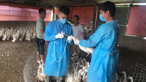 Chủ động ứng phó các bệnh mới, chủng mới xuất hiện, xâm nhập trên đàn gia súc gia cầm