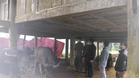 Cấp bách phòng chống rét cho đàn vật nuôi