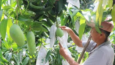 Đồng Tháp chuyển hơn 10.000 ha đất lúa kém hiệu quả sang cây trồng có giá trị cao