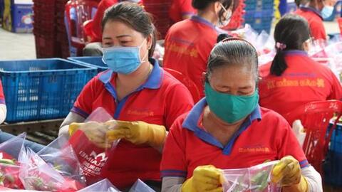 Giá thanh long còn 500-1.500 đồng/kg, nông dân Bình Thuận ứa nước mắt