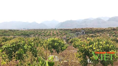 Nông thôn Tây Bắc: Mùa đơm hoa kết trái ở Sơn La