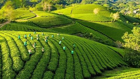 Phú Thọ cơ cấu sản xuất nông nghiệp theo hướng nâng cao giá trị gia tăng